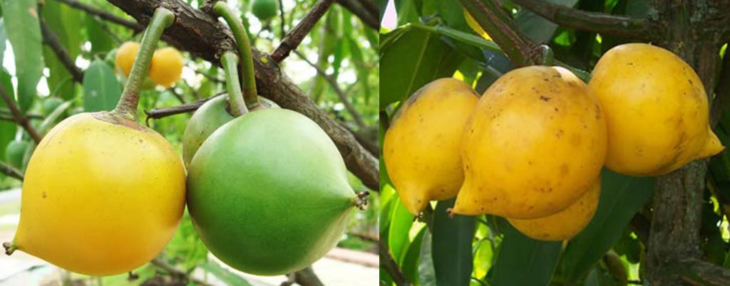 Mangostão amarelo, arvores frutíferas para calçadas