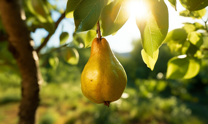 Pêra: Frutas para soltar intestino