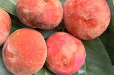 Mabolo, Pêssego da Índia ou Maçã de Veludo