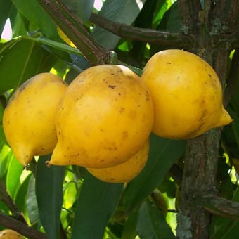 mangostão amarelo