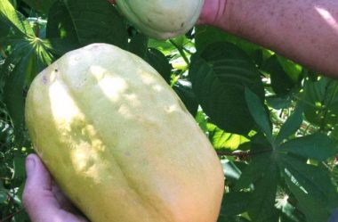 Maracujá gigante, maracujá melão e outros tipos de maracujá