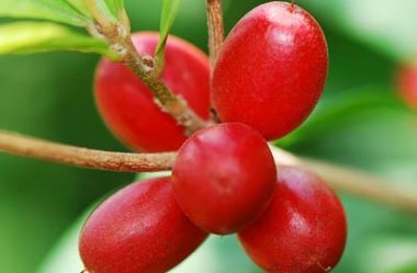 Fruta do Milagre ou Miracle Fruit: o que é, como plantar e como cultivar