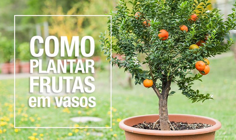 plantar frutas em vasos