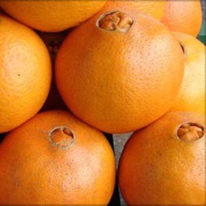 Laranja Bahia ou Laranja de Umbigo