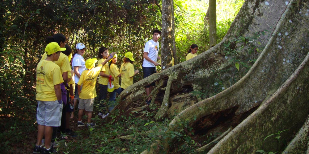 gameleira ou figueira mata-pau