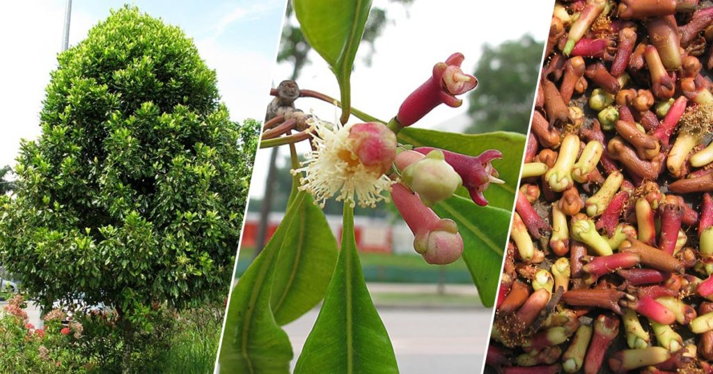 Cravo da India - Cha de Cravo - Eugenia caryophyllata » Plantas Exóticas