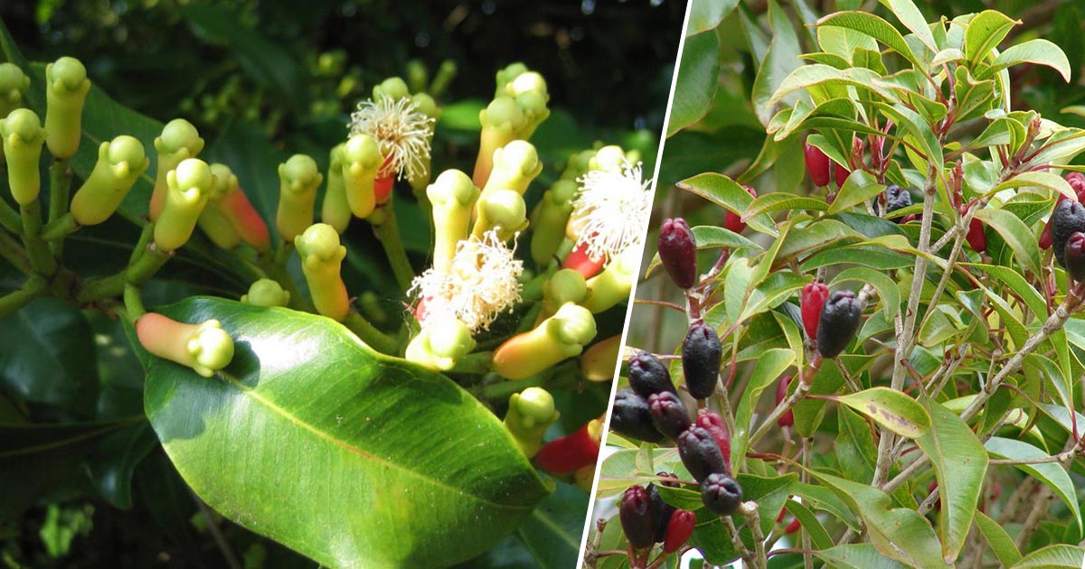 Cravo da India - Cha de Cravo - Eugenia caryophyllata » Plantas Exóticas