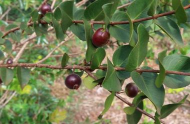 Principais tipos de jabuticaba e suas diferenças