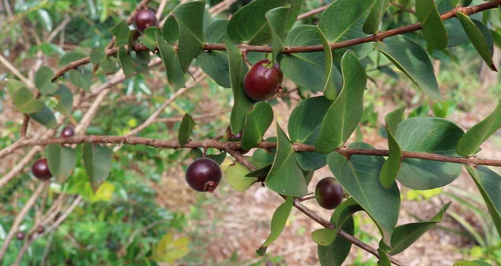 Jabuticaba Anã - Plinia nana