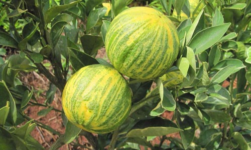 laranja melancia