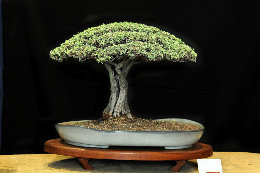 louis-nel-bonsai