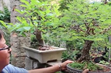 Bonsai Shizen: a arte e a filosofia do Professor Ladoso