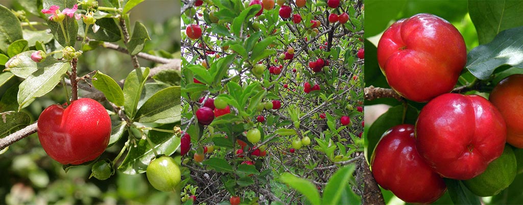 Acerola, arvores frutíferas para calçadas