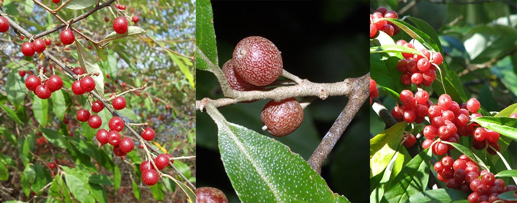 Alegria dos Pássaros, arvores frutíferas para calçadas