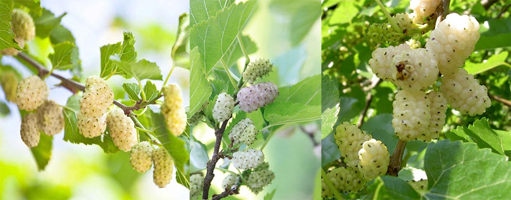 Amora branca, arvores frutíferas para calçadas