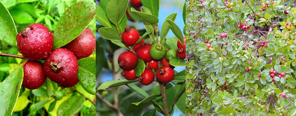 Araçá vermelho ou rosa, arvores frutíferas para calçadas