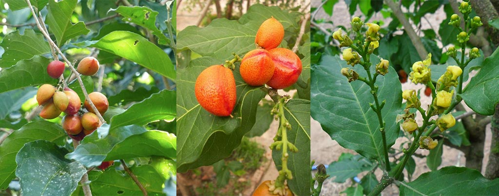 Caferana, arvores frutíferas para calçadas