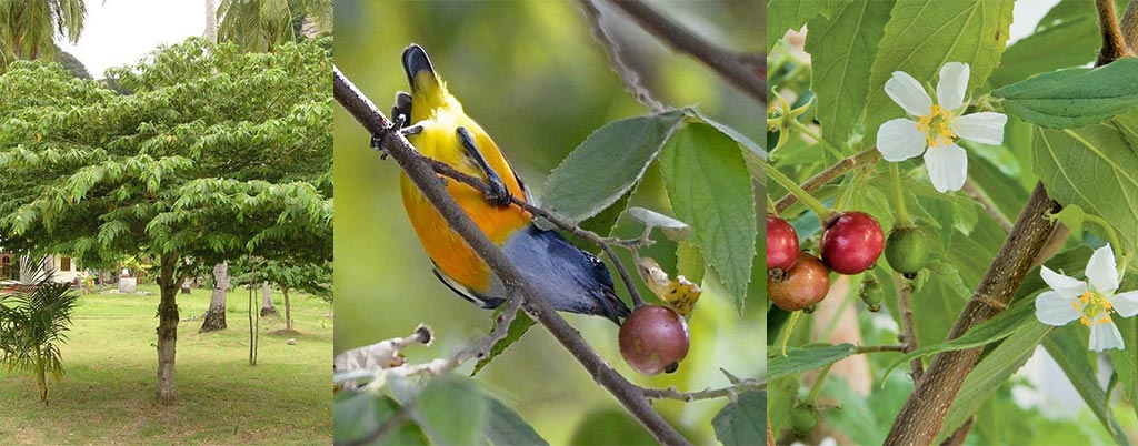 Calabura, arvores frutíferas para calçadas