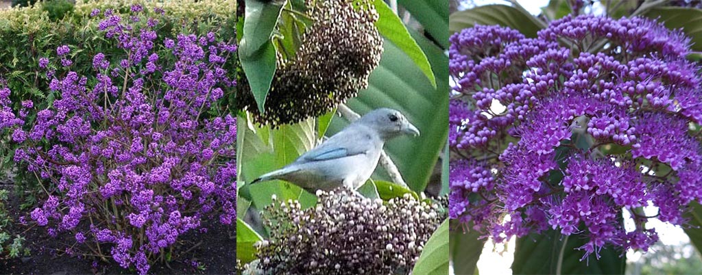 Calicarpa, arvores frutíferas para calçadas