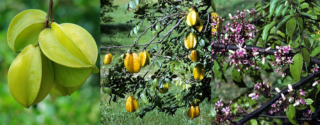 Carambola, arvores frutíferas para calçadas