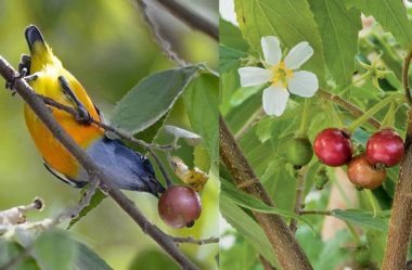 As 25 melhores árvores frutíferas para calçadas