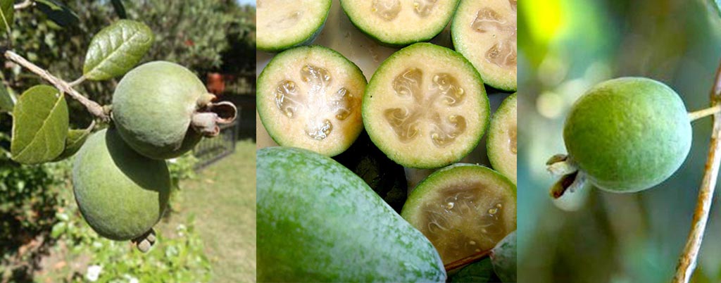 Feijoa, arvores frutíferas para calçadas