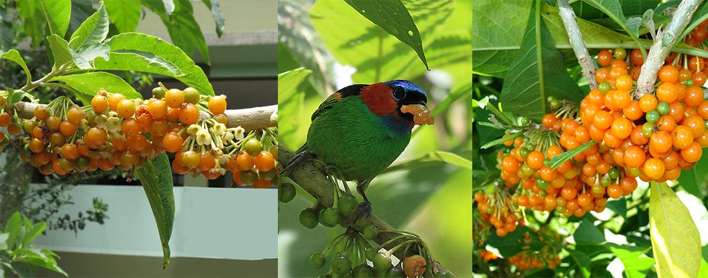 Fruta do Sabiá, arvores frutíferas para calçadas