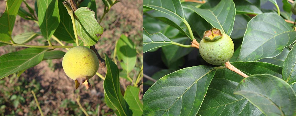 Gabiroba do Campo, arvores frutíferas para calçadas