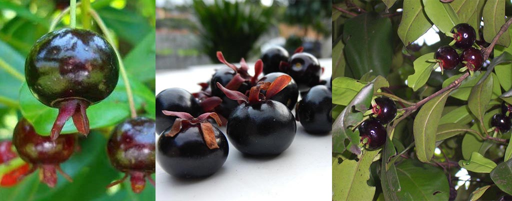 Grumixama, arvores frutíferas para calçadas