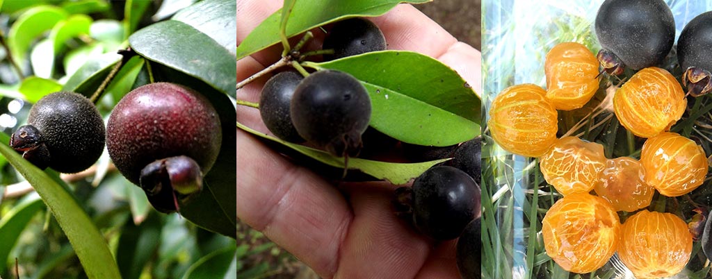 Guabiju, arvores frutíferas para calçadas