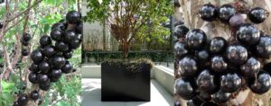 Jabuticaba Híbrida, frutífera para calçada