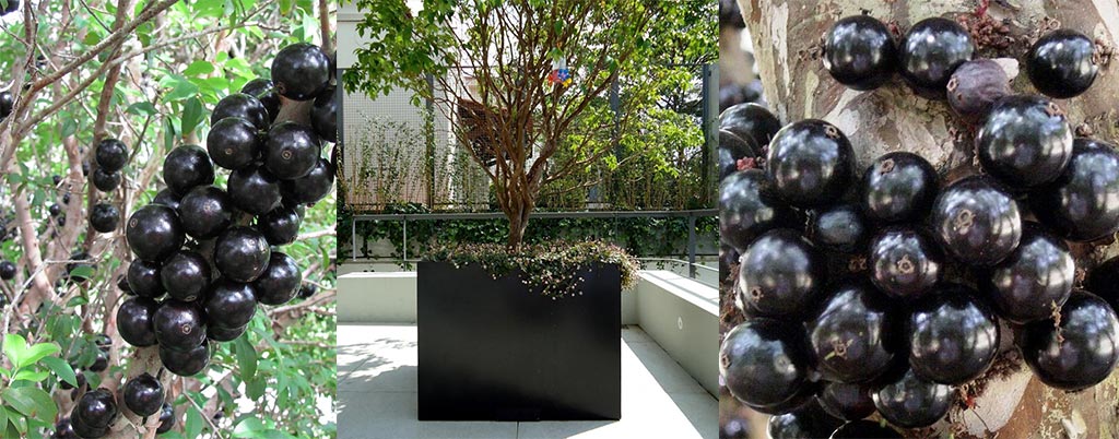 Jabuticaba Híbrida, arvores frutíferas para calçadas