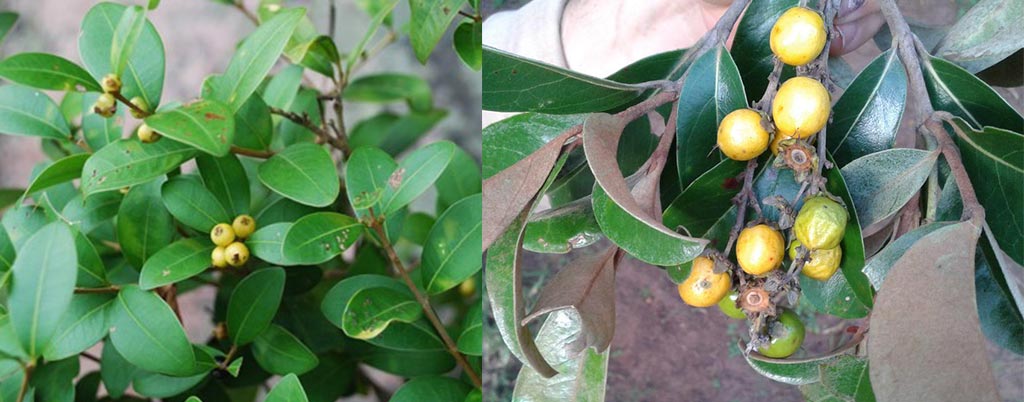 Murici, arvores frutíferas para calçadas