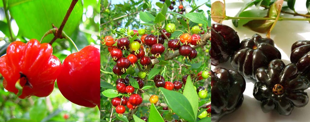 Pitangas, arvores frutíferas para calçadas