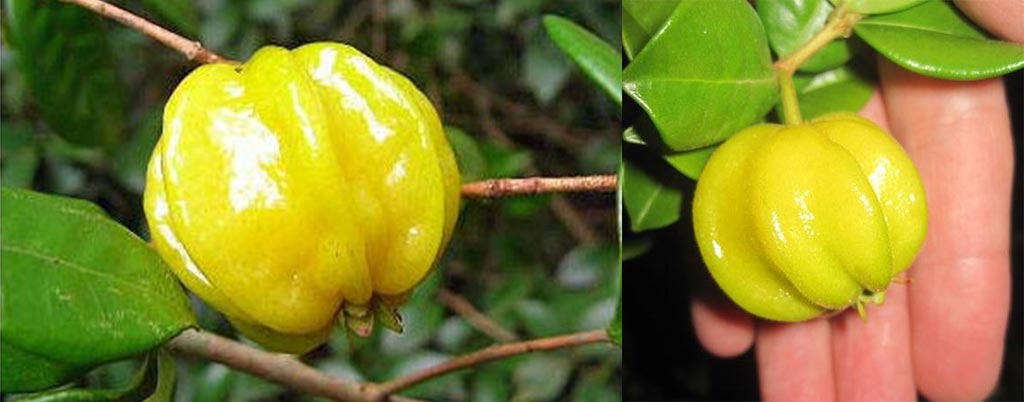 Pitangatuba, arvores frutíferas para calçadas