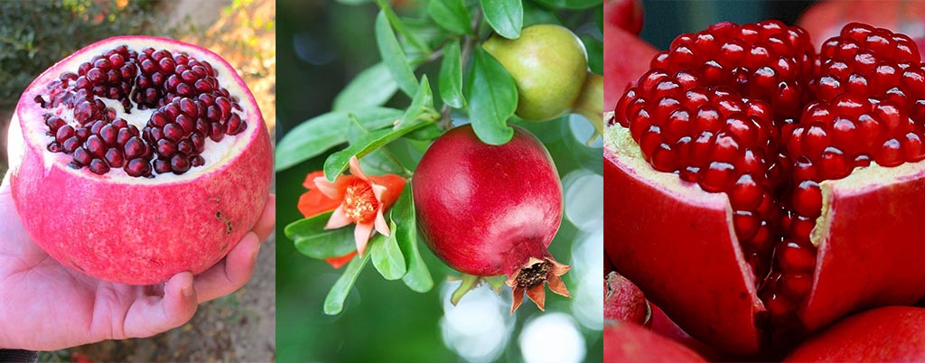 Romã ou Romã Gigante, arvores frutíferas para calçadas