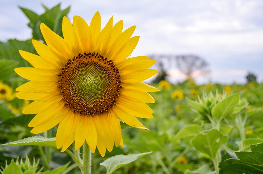 Girassol na Agricultura Orgânica