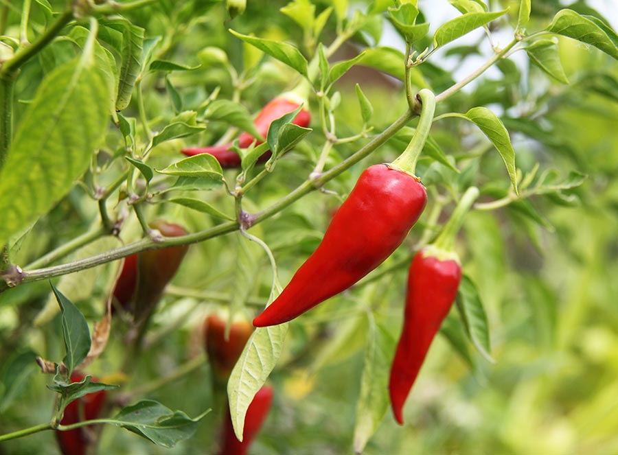 Pimenta na Agricultura Orgânica