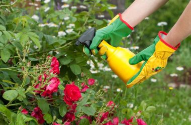 Agricultura orgânica: 3 Receitas de inseticidas naturais para proteger as plantas