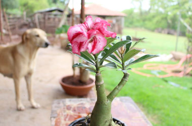Rosa do Deserto – Como plantar, transplantar e cultivar
