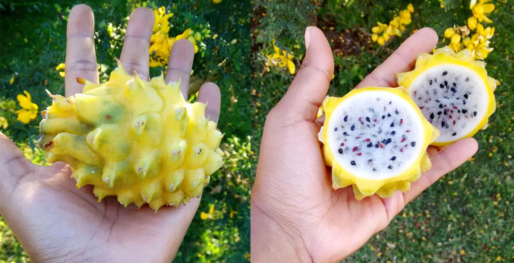 pitaya amarela com espinhos