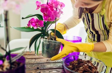 Como cuidar de orquídeas – O Guia Definitivo