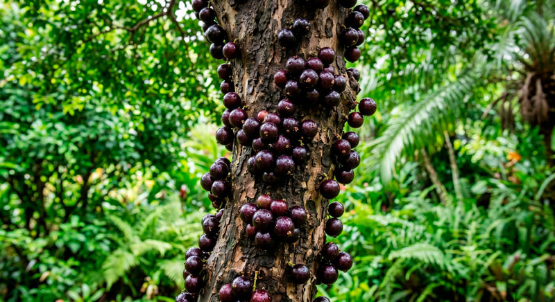 Jabuticaba Híbrida Precoce